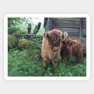 Scottish Highland Cattle Calves 1506 Sticker